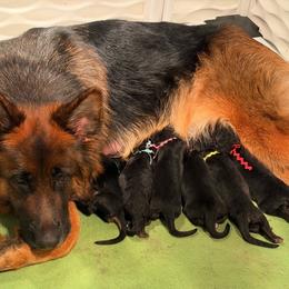 Boy 4 - Black and red male German Shepherd puppy in Valley Springs, South Dakota from Von Pasch German Shepherds