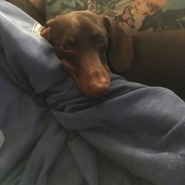 Jasper - Dachshund