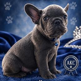 Bart - Blue male French Bulldog puppy in Avondale, Arizona from Montes House of  Frenchies