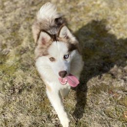 Pomsky puppies from Granite State Pomskies