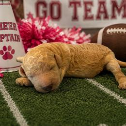 Cheer Captain - Sable female Goldendoodle puppy in Social Circle, Georgia from Poppiedoodle Farms