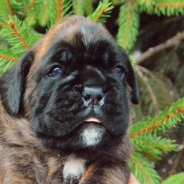 Boxer Puppies from Crescent City European Boxers