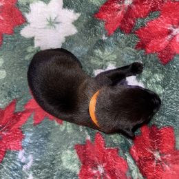 Orange Collar - Fawn male Belgian Malinois puppy in Trenton, Georgia from Laeknir K9