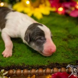 Silken Windhound Puppies from Silken Agents of CSBeck