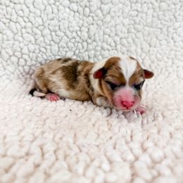 Bagel - Sable merle and white male American Corgi puppy in Pahrump, Nevada from Desert Sunset Corgis