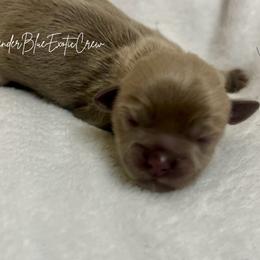 Matcha - Lilac female Shih Tzu puppy in Olive Branch, Mississippi from Lavender Blue Exotic Crew