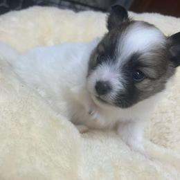 Daisy - Black parti female Pomeranian puppy in Mc Farland, California from O.M.G_POMS