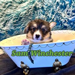 Sam Winchester (Fluffy) - Black and tan male Pembroke Welsh Corgi puppy in Olathe, Colorado from Rocking LJ Breeding
