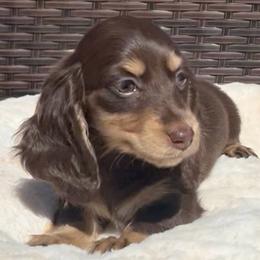 Cersei's Chocolate and Cream -- Female - Chocolate and cream female Dachshund puppy in Kalama, Washington from Dazzling Doxies