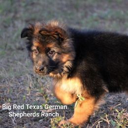 German Shepherd Puppies from Big Red Texas German Shepherds Ranch