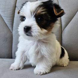 Lola - Parti female Yorkshire Terrier puppy in San Leandro, California from For the Love of Yorkies