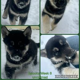 Spooky - Black tan and white female Siberian Husky puppy in Canton, Ohio from Bleu Skies Siberian Huskies