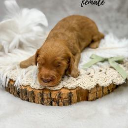 Ava - Apricot female Goldendoodle puppy in Williamson, New York from Lakeside Doodles