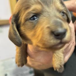 Red Collar - Red male Dachshund puppy in Johnson, Vermont from RBP Dachshunds