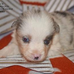 Patrick - Blue merle male Miniature Australian Shepherd puppy in Patterson, North Carolina from DreamLine Aussies