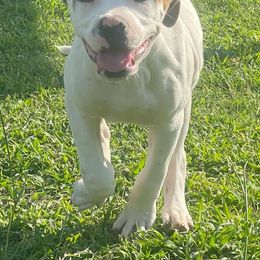 Girl 2 - American Bulldog puppy in Raeford, North Carolina from Muskoka Strong American Bulldogs