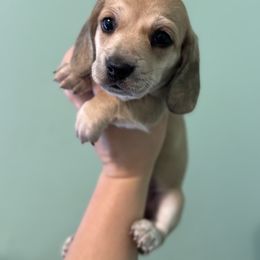 Girl 2 - Cream female Dachshund puppy in Town Creek, Alabama from Dirt Road Dachshunds