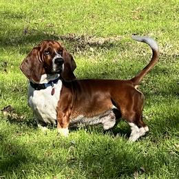 Cash - Basset Hound