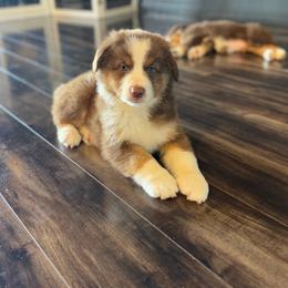 Zayda - Red tri-color female Australian Shepherd puppy in Richmond, Texas from Big Zen Aussies