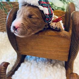 Goldendoodle Puppies from Goldendoodle Baby