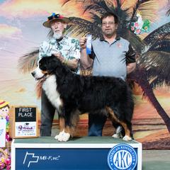 Chumlee - Bernese Mountain Dog