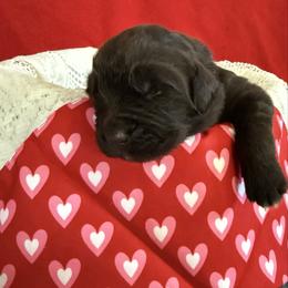 Demi - Brown female Newfoundland puppy in Goodhue, Minnesota from Claypits Newfoundlands