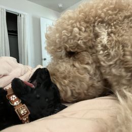 Poodle Puppies from Tyler Family Poodles