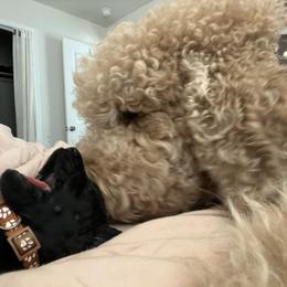 Poodle Puppies from Tyler Family Poodles