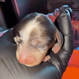 Genie - Dapple male Dachshund puppy in Santa Ana, California from Make Dachshunds Great Again