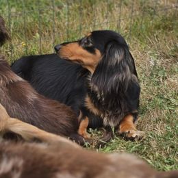 Sally - Dachshund