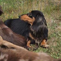 Sally - Dachshund
