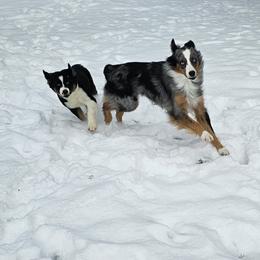 Australian Shepherd Puppies from Gypsy River Aussies