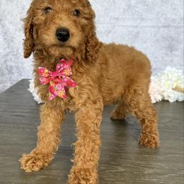 Lucy - Red  female Poodle puppy in Cape Coral, Florida from Ruby the poodle