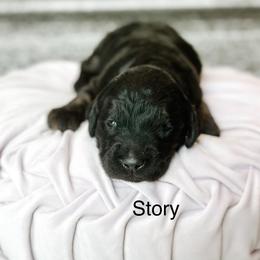 Story - Phantom female Goldendoodle puppy in Pasco, Washington from Camp Doodle Woods
