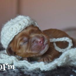 Storm - Red male Cockapoo puppy in Myerstown, Pennsylvania from The Cocker Cingdom