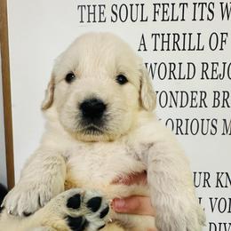 Archie - Light golden male Golden Retriever puppy in Oconto, Wisconsin from Abbie's Golden Retrievers