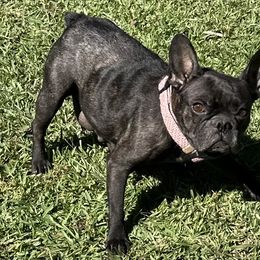 Pepper - French Bulldog