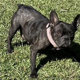 Pepper - French Bulldog
