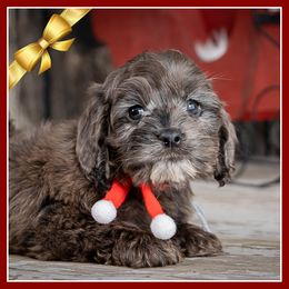 Potato - Brown white and tan male Cockapoo puppy in Connersville, Indiana from Deaz Doodle Ranch