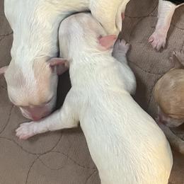 Girl White B - White female Maltipoo puppy in Bentonville, Arkansas from Bellamy Maltipoos