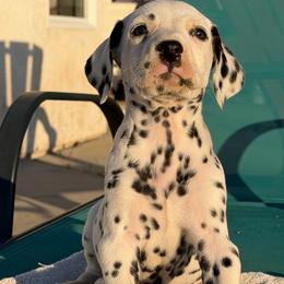 Male 3 - White and black male Dalmatian puppy in Lake Mathews, California from Bully Market
