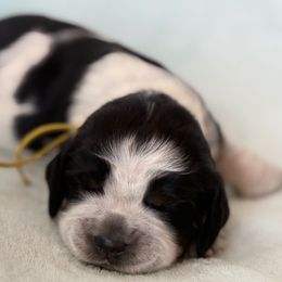 Yellow lady - Liver white and tan female English Springer Spaniel puppy in Cleburne, Texas from Powers English Springer Spaniels