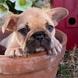 French Bulldogs from Frenchies of Avondale