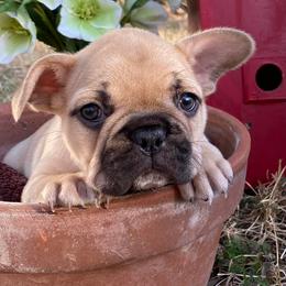 French Bulldogs from Frenchies of Avondale