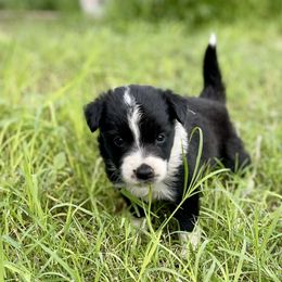 Mary - Tri-color female Border Collie puppy in New Mexico from Twisted Biscuit Border Collies