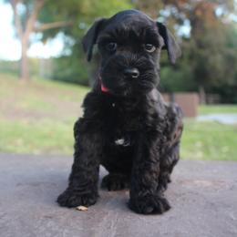 AKC Sapporo (Red) - Black male Miniature Schnauzer puppy in Vista, California from Olympus Schnauzers