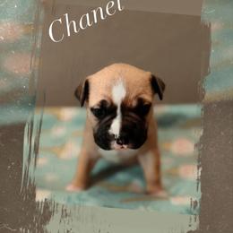 Chanel - Fawn female American Pit Bull Terrier puppy in Glide, Oregon from Floss Dog Kennels
