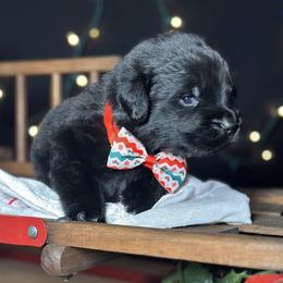 Taurus - Black male Newfoundland puppy in Tully, New York from Bear Paw Newfoundlands
