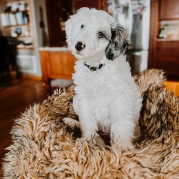 Joey - Merle male Bernedoodle puppy in Camden, North Carolina from Fleury Farm Doodles NC