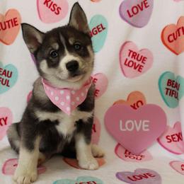 Pink - Black and white female Siberian Husky puppy in York, Pennsylvania from Spalla Pups